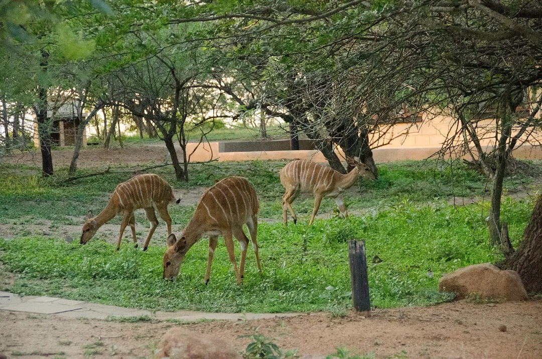 How to get to mandai zoo from singapore