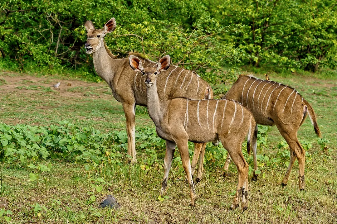 Mandai Zoo Singapore animal