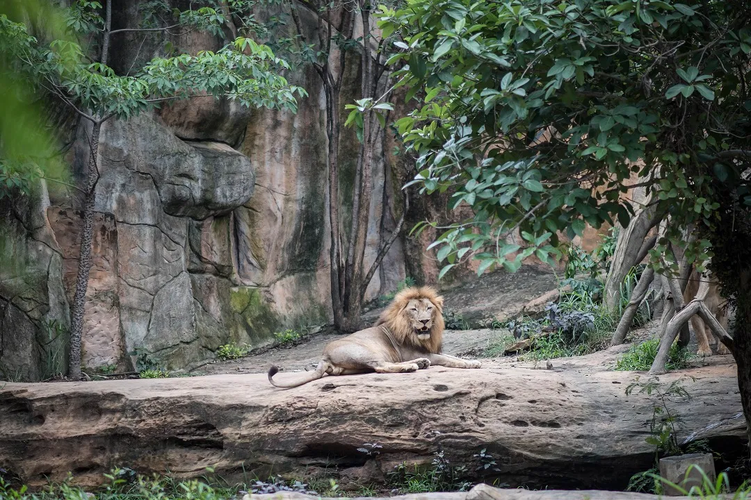 Mandai Zoo lion
